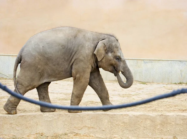 Cet Éléphant Indien Est Très Agile Extrêmement Capable Ils Vivent — Photo