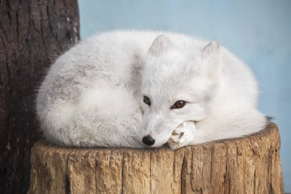 Arctic fox. This is a small predatory animal resembling a Fox, it is a resident of the Far North, which is why he has such a warm, light and beautiful coat, which warms and makes it invisible in the snow.