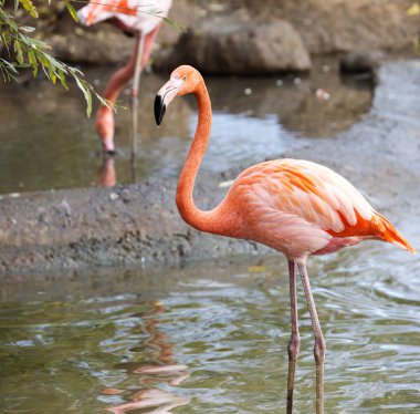 Pembe flamingo. İnanılmaz güzellikteki tüyler ve muhteşem duruş flamingoları kuşlar arasındaki ilk güzellikler arasına yerleştirir. Kızıl Flamingo, Afrika kıtasında bulunan Galapagos Adaları 'nda yer alan bir şehirdir.,...