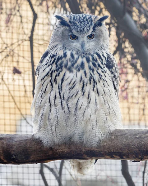 Eule Ist Ein Großer Vogel Trotz Seiner Größe Fliegt Schnell — Stockfoto