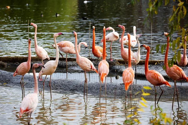 Pink flamingo. Amazingly beautiful plumage and Regal posture rightly puts flamingos in the ranks of the first beauties among birds. The homeland of the red Flamingo is the coast and Islands of the Caribbean sea, the Galapagos Islands,...