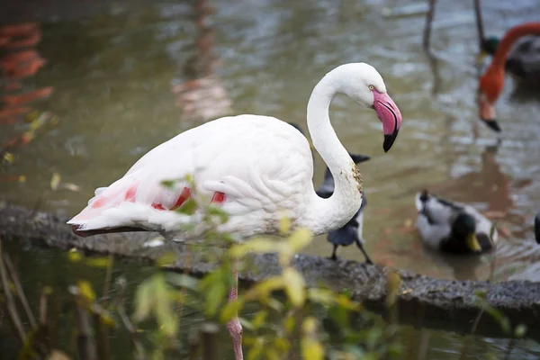 Flamingo Con Plumas Blancas Estas Aves Tienen Cuello Piernas Muy — Foto de Stock