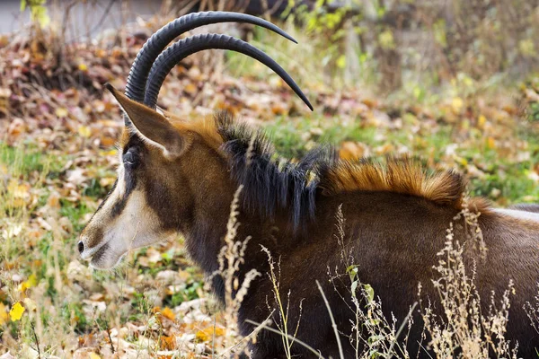 Une Antilope Sable Grande Mince Exquise Couleur Noire Blanche Des — Photo