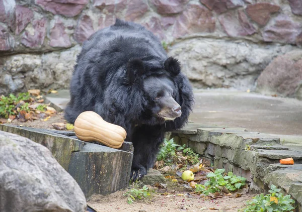 Asiatic black bear. The Himalayan bear, or white-breasted bear, or black Himalayan bear is a species of mammal in the order carnivorous. Adult Himalayan bear is a serious predator, which is afraid to meet even Asiatic tiger.