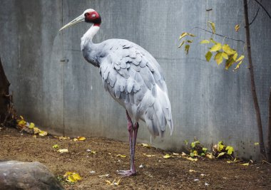 Sarus Crane. Vinç ailesinin en büyük üyesidir. Tüyleri mavimsi-gridir. Başı ve boynun bir kısmı kırmızı deriyle kaplıdır. Güney Asya 'da, daha çok Hindistan' da ve Hindiçin ülkelerinde yaşar. Avustralya 'da görüldü.