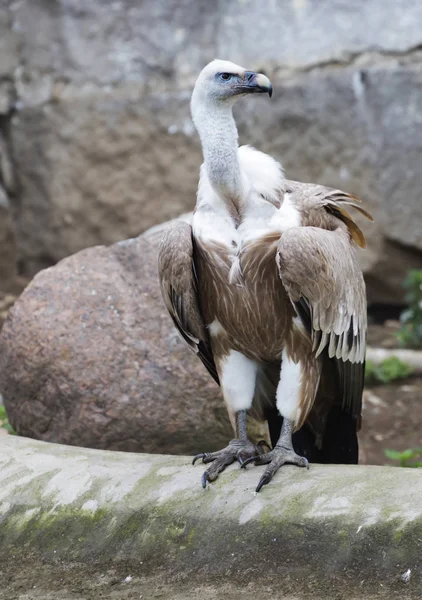 Abutre Griffon Grande Pássaro Rapina Família Falcões Necrófago Distribuído Montanhas — Fotografia de Stock