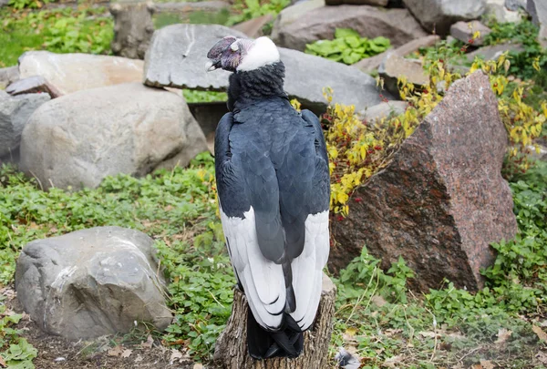 Condor Andino Grande Abutre Com Plumagem Preta Brilhante Colar Penas — Fotografia de Stock