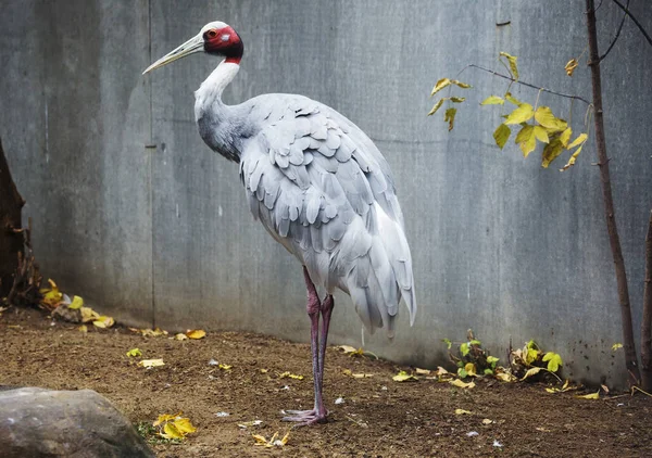 Grua Sarus Maior Membro Família Guindaste Plumagem Cinza Azulada Cabeça — Fotografia de Stock