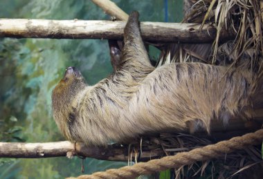 İki parmaklı tembel hayvan. Kuzey Güney Amerika 'nın yağmur ormanlarında yaşar. Tamamen ağaçlara özgü bir yaşam tarzı var..