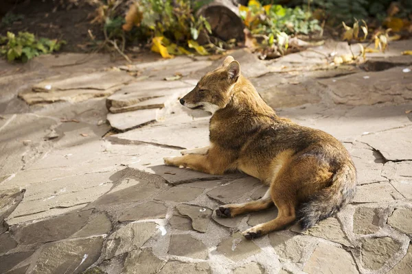 Golden Jackal. Jackals are small in size. In appearance, the Jackal is very similar to the gray wolf, in fact, it is a reduced copy. Common jackals are also called reed wolves.