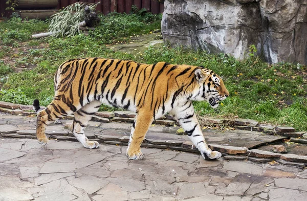 Amur Tigris Vagy Szibériai Tigris Egy Ragadozó Macska Család Amely — Stock Fotó