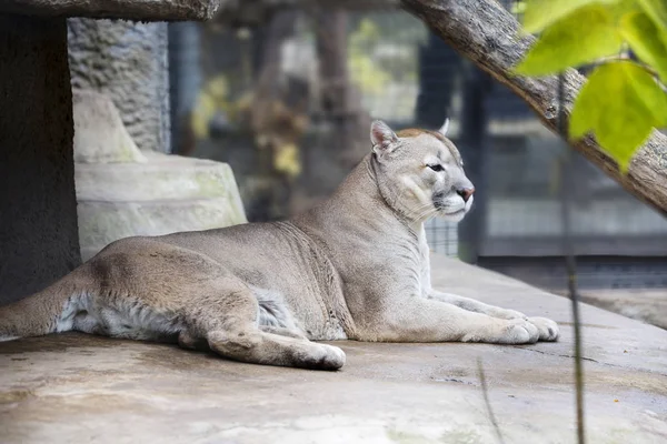 Mountain lion. He\'s a skilled hunter. It can jump to a height of more than 6 meters. Puma also runs very fast and can easily climb trees. A Cougar can kill prey that weighs three times the weight of its own body.