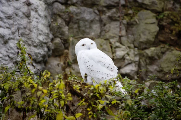 Schneeeule Ist Perfekt Die Besonderheiten Der Beleuchtung Der Tundra Angepasst — Stockfoto