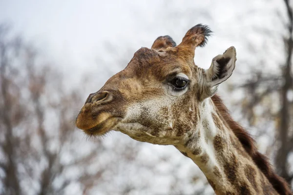 Giraffe.He is a Hoofed Mammal. It is the tallest land animal on the planet. They live in the savannas of Africa.