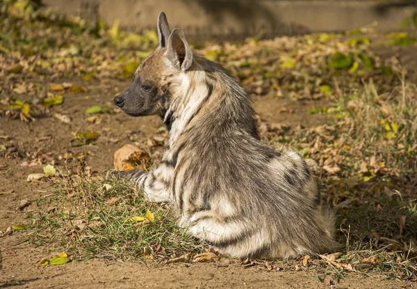 Striped hyena. The body color varies from light yellow to brown and gray with transverse dark stripes on the body. On the back there is a mane of coarse coarse hair.
