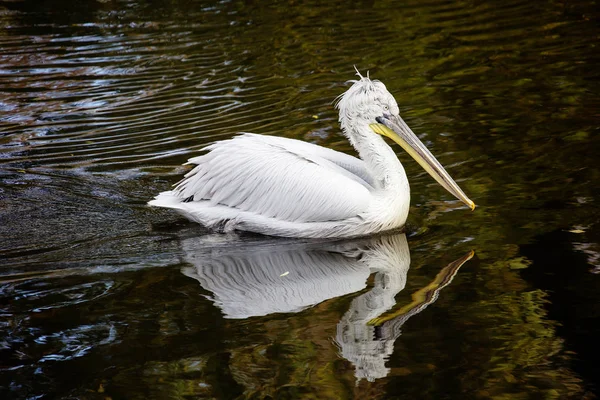 Dalmatian Pelican Bird Has Curly Tuft Its Head Pelicans Largest — Stock Photo, Image