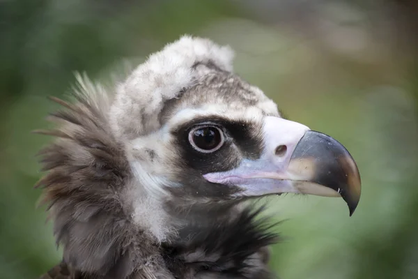 Avvoltoio Nero Uccello Della Famiglia Falco Uno Dei Più Grandi — Foto Stock