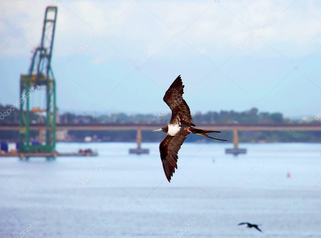 The frigate bird in the sky on the background of the Rio-Niteroi bridge in Guanabara Bay. A frigate is a sea bird that can easily maneuver in the sky. In the background the image is the Rio-Niteroi bridge in Guanabara Bay.