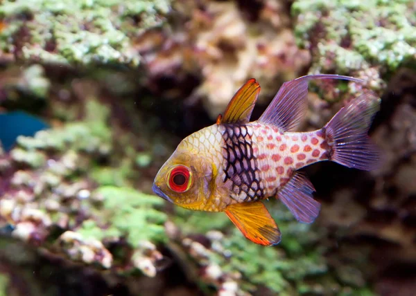 Spotted Yellow Apogon Fish Popular Aquarium Fish Native Western Pacific — Stock Photo, Image