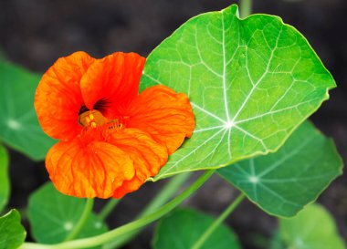 Nasturtiyum. Güzel, parlak renkli nasturtiyum çiçekleri her bahçeyi süsleyecek, parlak renklerle dolduracak..