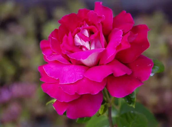 Rosa Roja Las Rosas Son Hermosas Flores Época Victoriana Rosa — Foto de Stock