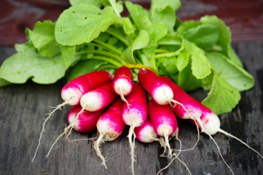 Kırmızı turp. Kırmızı turp, erken gelişim ve hoş baharatlı bir tat ile karakterize edilen yaygın bir sebze mahsulüdür. Bu ilkbaharda yataklarda ortaya çıkan ilk kök ekinlerinden biri..