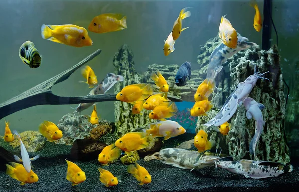 Aquarium Goldfish Fabulous Alluring World Aquarium Has Always Attracted People — Stock Photo, Image