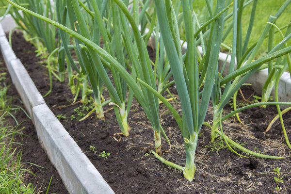Green onions grow in the garden. Growing green onions on a bed in the open ground in summer. Fresh onions increase the body's resistance to bacteria and viruses.