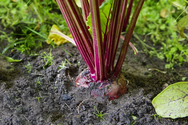 Beets grow in the garden. Beet strengthens the immune system, helps prevent diseases of the heart and blood vessels, nervous and musculoskeletal systems, and reduces body weight.