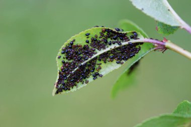 Kiraz yaprağında siyah yaprak biti. Bu böcekler en fazla 6 mm uzunluğunda ve kahverengi ve yeşildirler. Yaprak bitleri bitki özleriyle beslenir. Yaprak biti kolonileri yaprakların alt yüzeyinde bulunur.. 
