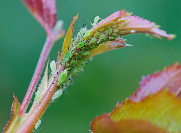 Green aphids on rose leaves.These are insects that are no more than 6 mm in length and are brown and green in color. Aphids feed on plant juices. Aphid colonies are located on the lower surface of the leaves.
