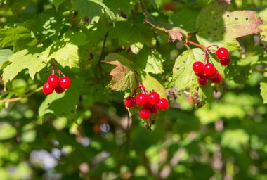 Viburnum çilekleri. Bahçe arazisindeki Viburnum sadece güzel değil, aynı zamanda kullanışlı, bal taşıyan, tıbbi ve yenilebilir bir bitki..