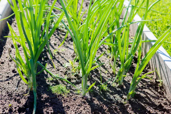 Green Onions Grow Garden Growing Green Onions Bed Open Ground — Stock Photo, Image