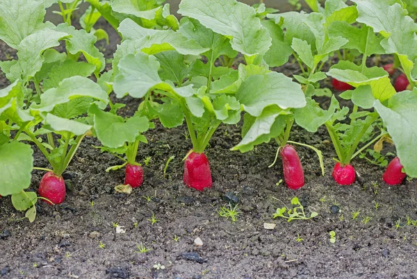 Radish grows in the garden.This is a healthy vegetable. It is good to add to salads.