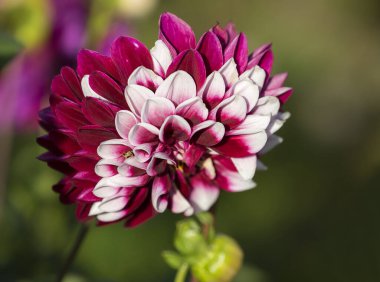 Rebecca 'nın dünyası Dahlia. Koyu mor taban ve beyaz uçlar birbiriyle çelişiyor..