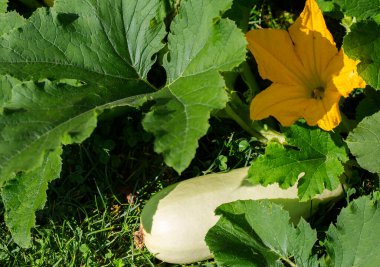 Bahçede meyve ve çiçek kabağı var. Kabak lezzetli bir sebzedir, kızartılır, terbiye edilir ve kış için konserve edilir..