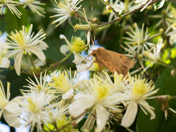 Moth Joukossa Kukkia Syksyn Elämänlanka Pienikukkainen Koi Joka Ruokkii Siitepölyä — kuvapankkivalokuva