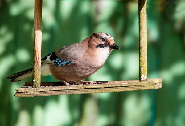 Jay Est Assis Sur Mangeoire Jay Est Une Vraie Beauté — Photo