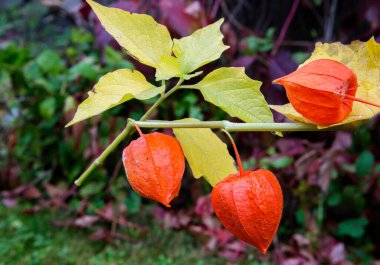 Kış kirazı (Physalis). Bezelye meyvesi, Çin kağıt fenerine benzeyen bir kutunun içinde..