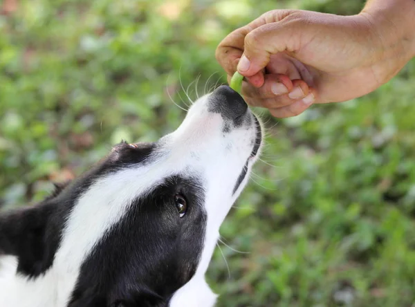 グリーンビーンを食べる犬 — ストック写真