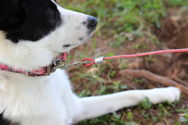 Cane lasciato solo fuori su un leash — Foto Stock