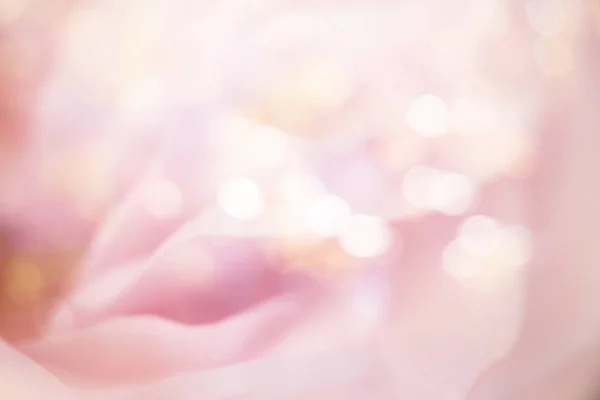 淡粉色玫瑰软色彩平衡 模糊背景样式 — 图库照片