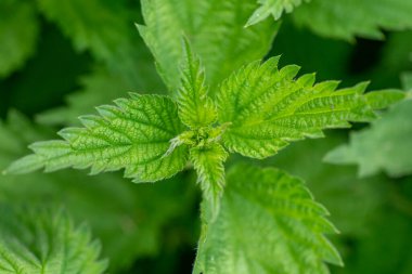Urtica Dioica, Genellikle Yaygın Isırgan ya da İğneleyici Isırgan olarak adlandırılır