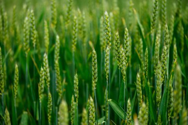 Bulutlu bir bahar gününde yeşil buğday tarlası