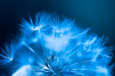 Karahindiba soyut arka plan. Sığ alan derinliği.