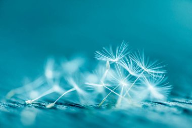 Karahindiba soyut arka plan. Sığ alan derinliği.