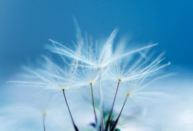 Karahindiba soyut arka plan. Sığ alan derinliği.