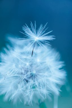 Karahindiba soyut arka plan. Sığ alan derinliği.