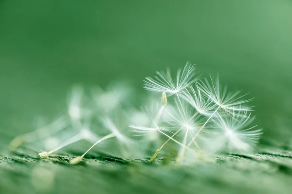 Paardenbloem Abstracte Achtergrond Ondiepe Scherptediepte — Stockfoto