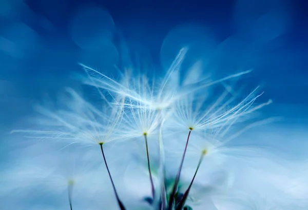 Dandelion Fundo Abstrato Profundidade Campo Rasa — Fotografia de Stock